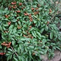Kép 2/2 - Cotoneaster salicifolius 'Parkteppich' / Madárbirs