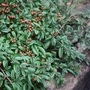 Kép 2/2 - Cotoneaster salicifolius 'Parkteppich' / Magastörzsű terülő madárbirs