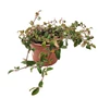 Kép 1/2 - Cotoneaster salicifolius 'Parkteppich' / Terülő madárbirs