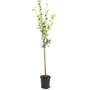Kép 1/4 - Crataegus lavallei 'Carrierei' / Fénylő levelű galagonya