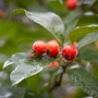 Kép 3/4 - Crataegus lavallei 'Carrierei' / Fénylő levelű galagonya