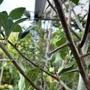 Kép 4/4 - Crataegus lavallei 'Carrierei' / Fénylő levelű galagonya