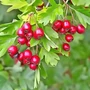 Kép 2/3 - Crataegus monogyna / Egybibés galagonya