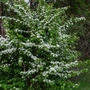 Kép 3/3 - Crataegus monogyna / Egybibés galagonya