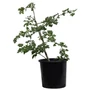 Kép 1/3 - Crataegus monogyna / Egybibés galagonya