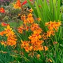Kép 2/2 - Crocosmia 'Emily McKenzie' / Sáfrányfű