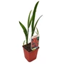 Kép 1/2 - Crocosmia 'Emily McKenzie' / Sáfrányfű