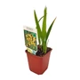 Kép 1/2 - Crocosmia 'George Davidson' / Sáfrányfű