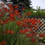 Kép 2/2 - Crocosmia 'Lucifer' / Sáfrányfű