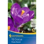 Kép 1/2 - Crocus 'Flower Record' / 'Flower Record' nagyvirágú krókusz virághagyma