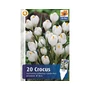 Kép 2/2 - Crocus 'Jeanne d'Arc' / Krókusz