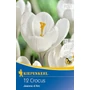 Kép 1/2 - Crocus 'Jeanne d'Arc' / 'Jeanne d'Arc' nagyvirágú krókusz virághagyma