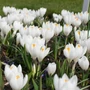 Kép 2/2 - Crocus 'Jeanne d'Arc' / 'Jeanne d'Arc' nagyvirágú krókusz virághagyma
