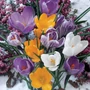 Kép 2/2 - Crocus 'Vernus Mix Mega Pack' / Nagyvirágú krókusz mix virághagyma
