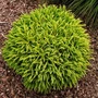 Kép 2/2 - Cryptomeria japonica 'Globosa Nana' / Törpe gömb japáncédrus