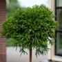 Kép 4/4 - Cryptomeria japonica 'Globosa Nana' / Törpe gömb japáncédrus (Féltörzses)