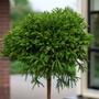 Kép 2/4 - Cryptomeria japonica 'Globosa nana' / Törpe gömb japáncédrus (törzses)