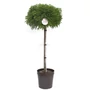 Kép 1/4 - Cryptomeria japonica 'Globosa Nana' / Törpe gömb japáncédrus (Féltörzses)