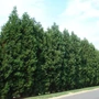 Kép 2/2 - xCupressocyparis leylandii / Leylandi ciprus