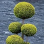 Kép 2/2 - xCupressocyparis leylandii 'Castlewellan Gold' pom-pom / Leylandi ciprus