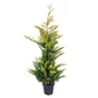 Kép 1/4 - xCupessocyparis leylandii 'Gold Rider' / Aranylombú leylandi ciprus