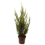 Kép 1/2 - xCupressocyparis leylandii 'Green Rocket' / Oszlopos leylandii ciprus