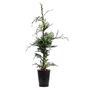 Kép 1/2 - xCupressocyparis leylandii / Leylandi ciprus