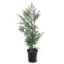 Kép 1/3 - xCupressocyparis leylandii / Leylandi ciprus