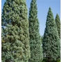 Kép 3/3 - Cupressus arizonica 'Fastigiata' / Oszlopos arizóniai ciprus