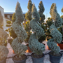 Kép 2/2 - Cupressus arizonica 'Fastigiata' / Spirál oszlopos arizóniai ciprus