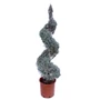 Kép 1/2 - Cupressus arizonica 'Fastigiata' / Spirál oszlopos arizóniai ciprus