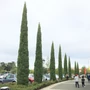 Kép 2/2 - Cupressocyparis sempervirens 'Totem' / Európai ciprus
