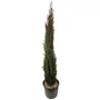 Kép 1/2 - Cupressus sempervirens 'Totem' / Oszlopos európai ciprus