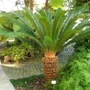 Kép 2/2 - Cycas revoluta / Japán cikász pálma