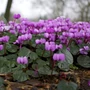 Kép 2/2 - Cyclamen coum / Kereklevelű ciklámen