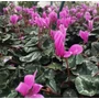 Kép 2/2 - Cyclamen coum 'Cyberia Dark Rose' / Kereklevelű ciklámen