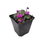 Kép 1/2 - Cyclamen coum 'Cyberia Dark Rose' / Kereklevelű ciklámen
