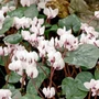 Kép 2/2 - Cyclamen coum 'Cyberia White' / Kereklevelű ciklámen