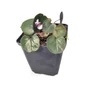 Kép 1/2 - Cyclamen coum 'Cyberia White' / Kereklevelű ciklámen