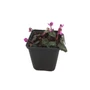 Kép 1/2 - Cyclamen coum / Kereklevelű ciklámen