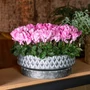 Kép 2/2 - Cyclamen x 'Midi' mix / Törpe ciklámen