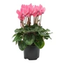 Kép 1/2 - Cyclamen x 'Midi' mix / Törpe ciklámen