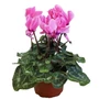 Kép 1/2 - Cyclamen persicum / Perzsa ciklámen