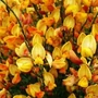 Kép 2/2 - Cytisus scoparius 'Apricot Gem' / Narancssárga - rózsaszín virágú zanót