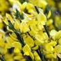 Kép 2/2 - Cytisus praecox 'All Gold' / Sötétsárga virágú zanót