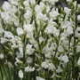 Kép 2/2 - Cytisus 'White Lion' / Fehér virágú zanót