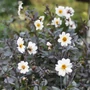 Kép 2/2 - Dahlia 'Bishop of Dover' / Dália