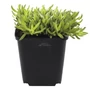 Kép 1/2 - Delosperma cooperi 'Ice Cream Yellow' / Sárga virágszínű kristályvirág