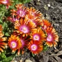 Kép 2/2 - Delosperma 'Fire Spinner' / Délvirág, kristályvirág