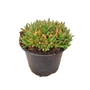 Kép 1/2 - Delosperma 'Fire Spinner' / Délvirág, kristályvirág